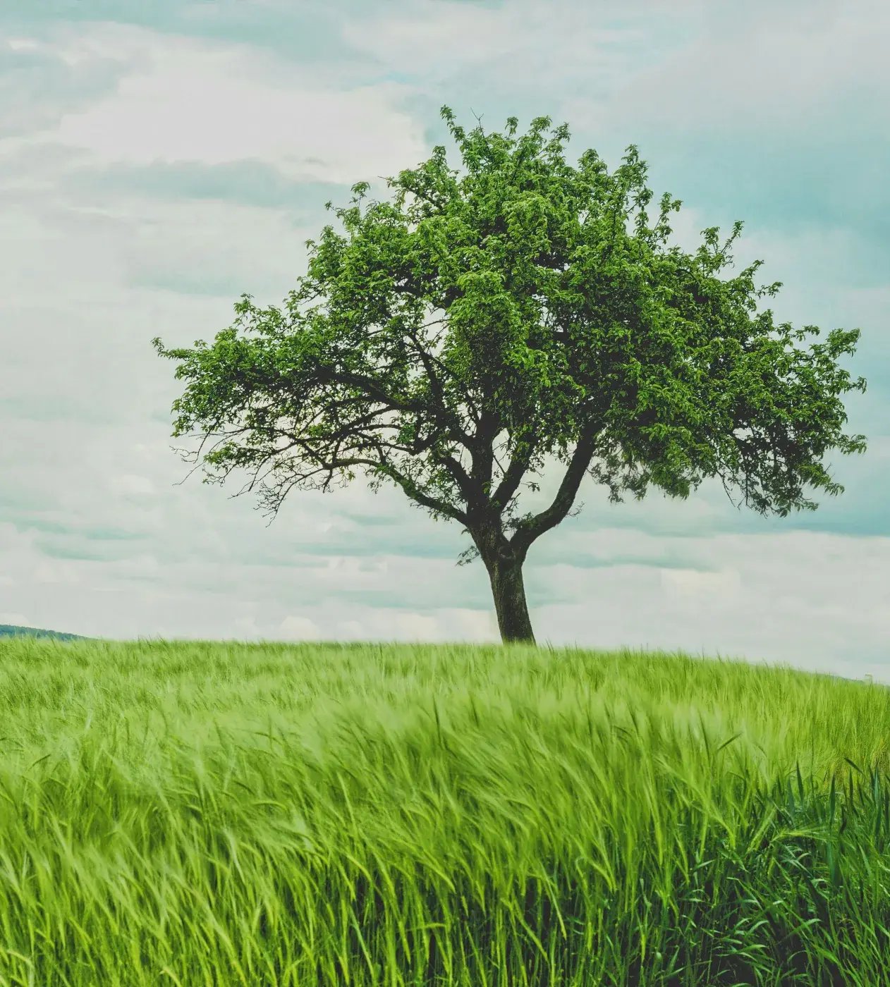 A single leafy green tree stands on a hilltop above a field of tall grass blowing in the wind, under a soft, cloudy sky.